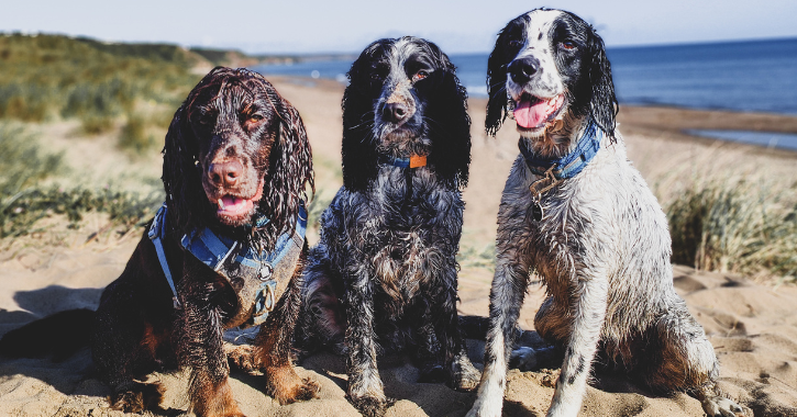 Three spaniel dogs sat in a row on the beach on the Durham Heritage Coast.